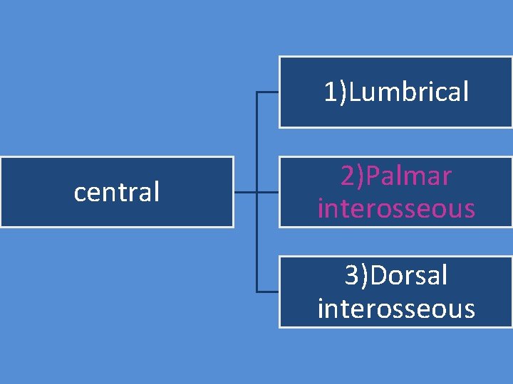 1)Lumbrical central 2)Palmar interosseous 3)Dorsal interosseous 