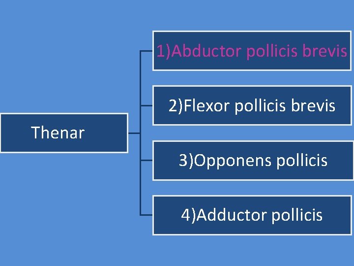 1)Abductor pollicis brevis 2)Flexor pollicis brevis Thenar 3)Opponens pollicis 4)Adductor pollicis 