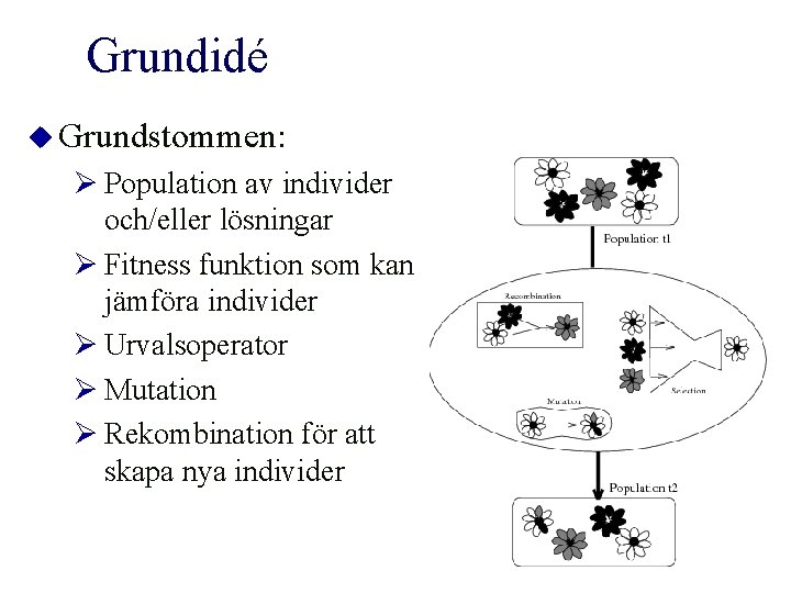 Grundidé u Grundstommen: Ø Population av individer och/eller lösningar Ø Fitness funktion som kan