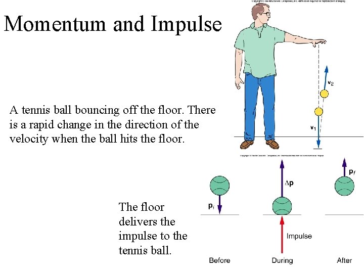 Momentum and Impulse A tennis ball bouncing off the floor. There is a rapid