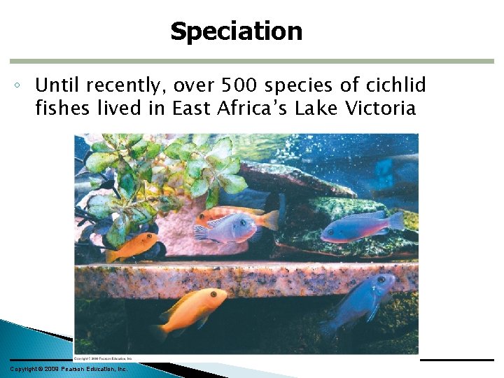 Speciation ◦ Until recently, over 500 species of cichlid fishes lived in East Africa’s