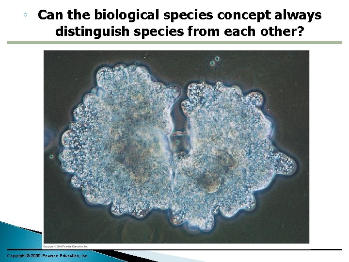 ◦ Can the biological species concept always distinguish species from each other? Copyright ©