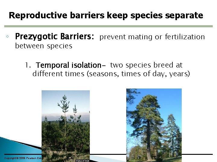 Reproductive barriers keep species separate ◦ Prezygotic Barriers: prevent mating or fertilization between species