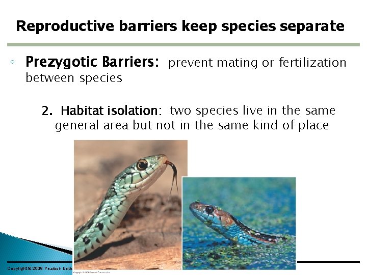 Reproductive barriers keep species separate ◦ Prezygotic Barriers: prevent mating or fertilization between species