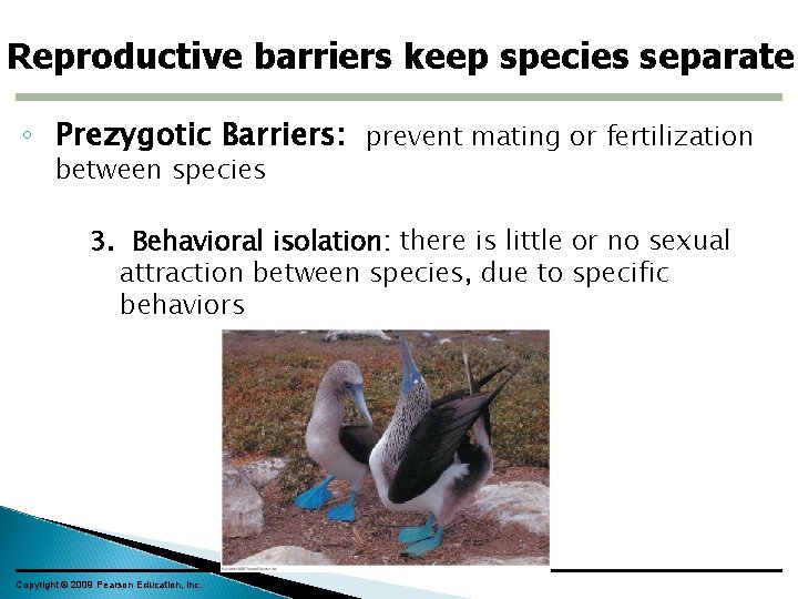 Reproductive barriers keep species separate ◦ Prezygotic Barriers: prevent mating or fertilization between species