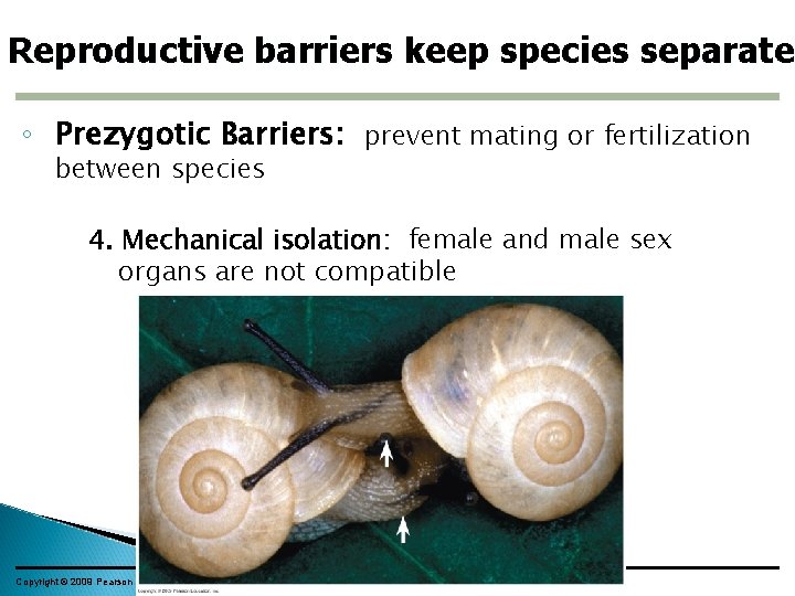 Reproductive barriers keep species separate ◦ Prezygotic Barriers: prevent mating or fertilization between species