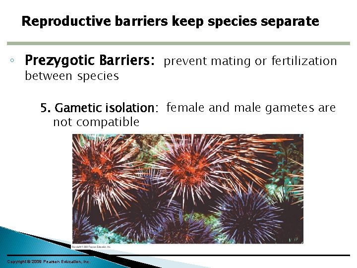 Reproductive barriers keep species separate ◦ Prezygotic Barriers: prevent mating or fertilization between species