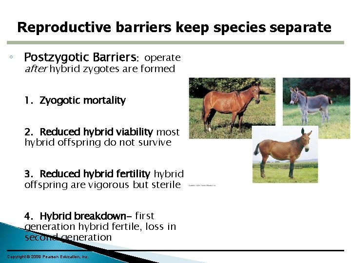 Reproductive barriers keep species separate ◦ Postzygotic Barriers: operate after hybrid zygotes are formed