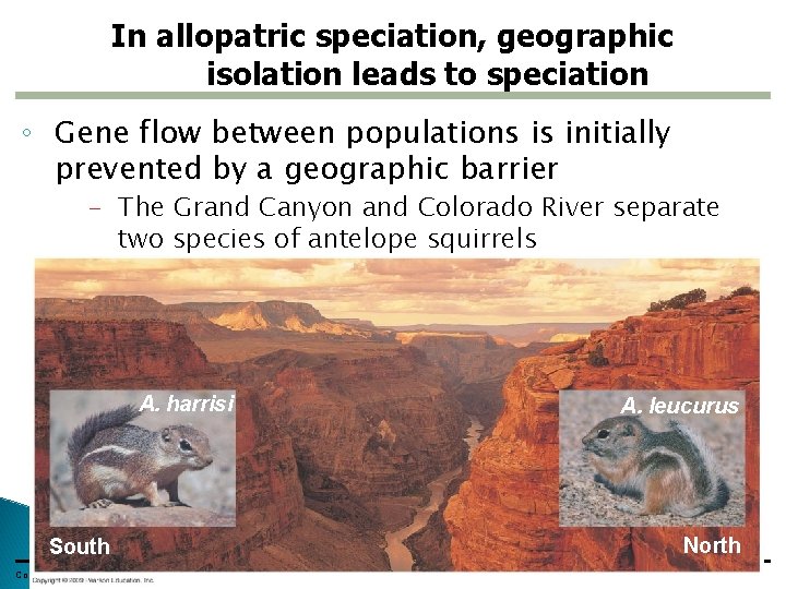 In allopatric speciation, geographic isolation leads to speciation ◦ Gene flow between populations is