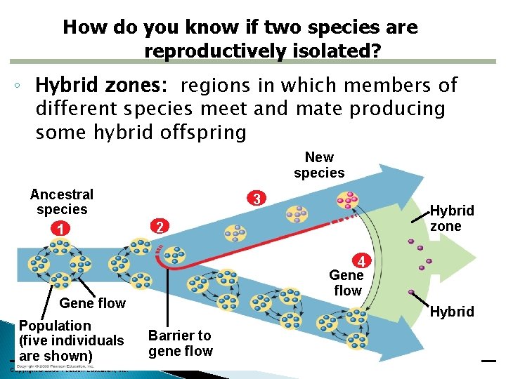 How do you know if two species are reproductively isolated? ◦ Hybrid zones: regions