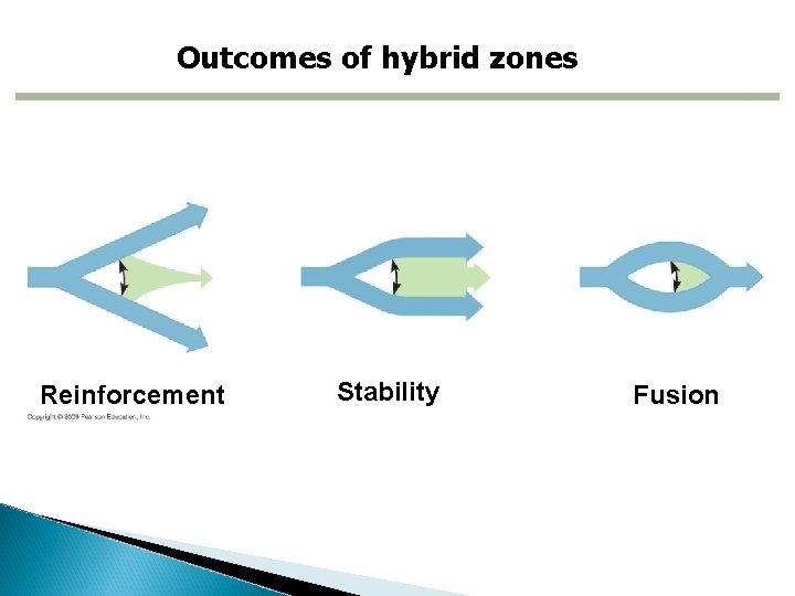 Outcomes of hybrid zones Reinforcement Stability Fusion 