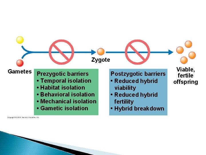 Zygote Gametes Prezygotic barriers • Temporal isolation • Habitat isolation • Behavioral isolation •