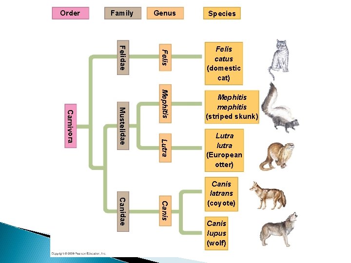 Order Family Genus Species Felidae Felis catus (domestic cat) Mephitis Lutra Mustelidae Carnivora Mephitis