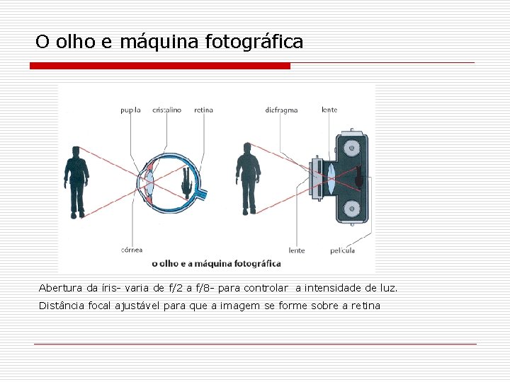 O olho e máquina fotográfica Abertura da íris- varia de f/2 a f/8 -