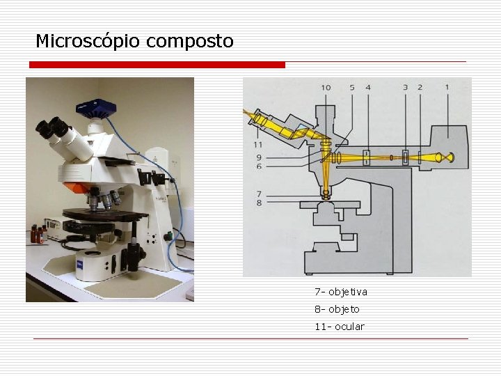 Microscópio composto 7 - objetiva 8 - objeto 11 - ocular 