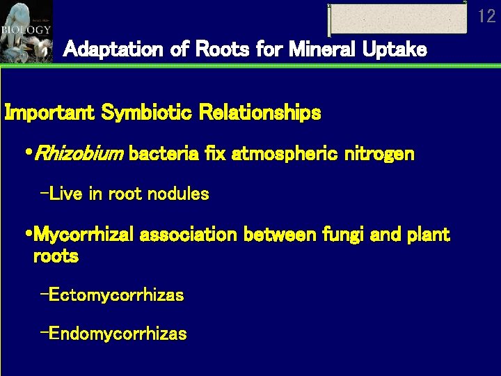 12 Adaptation of Roots for Mineral Uptake Important Symbiotic Relationships Rhizobium bacteria fix atmospheric 12 Adaptation of Roots for Mineral Uptake Important Symbiotic Relationships Rhizobium bacteria fix atmospheric