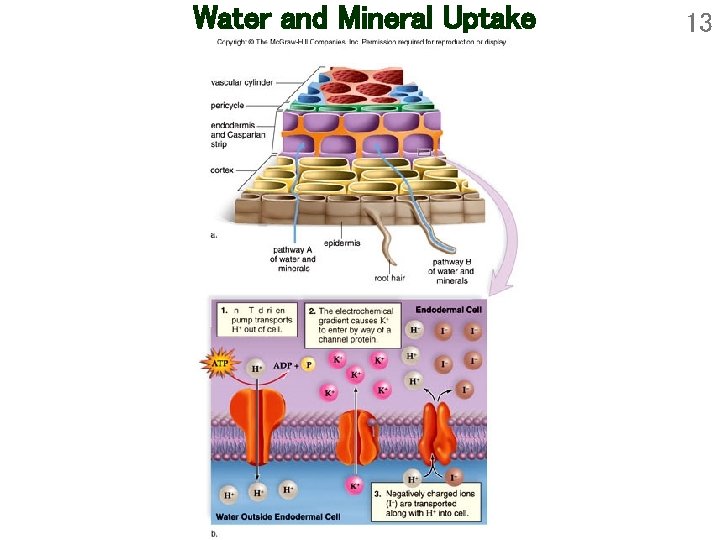 Water and Mineral Uptake 13 Water and Mineral Uptake 13