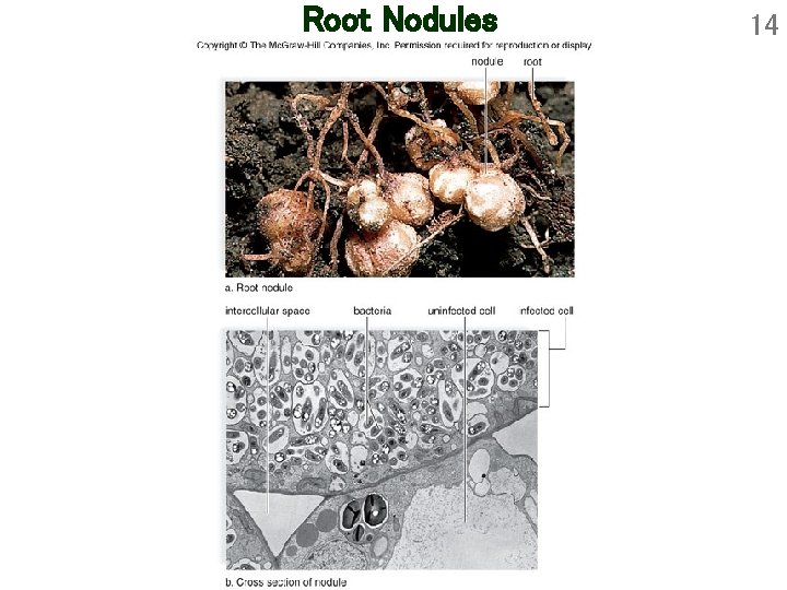 Root Nodules 14 Root Nodules 14