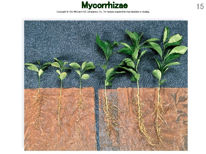 Mycorrhizae 15 Mycorrhizae 15