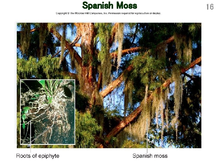 Spanish Moss 16 Spanish Moss 16