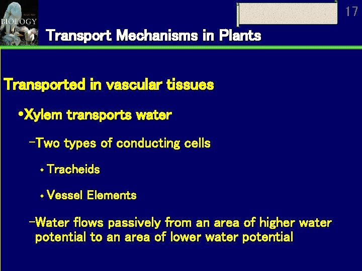 17 Transport Mechanisms in Plants Transported in vascular tissues Xylem transports water Two types 17 Transport Mechanisms in Plants Transported in vascular tissues Xylem transports water Two types