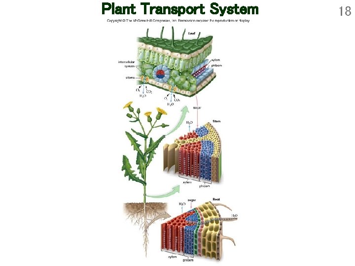 Plant Transport System 18 Plant Transport System 18