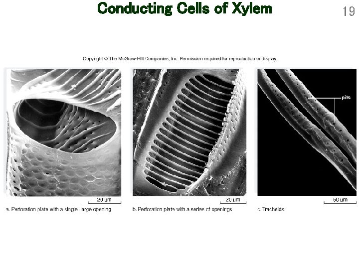 Conducting Cells of Xylem 19 Conducting Cells of Xylem 19