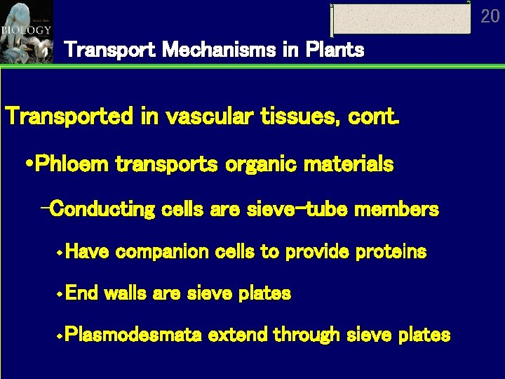 20 Transport Mechanisms in Plants Transported in vascular tissues, cont. Phloem transports organic materials 20 Transport Mechanisms in Plants Transported in vascular tissues, cont. Phloem transports organic materials
