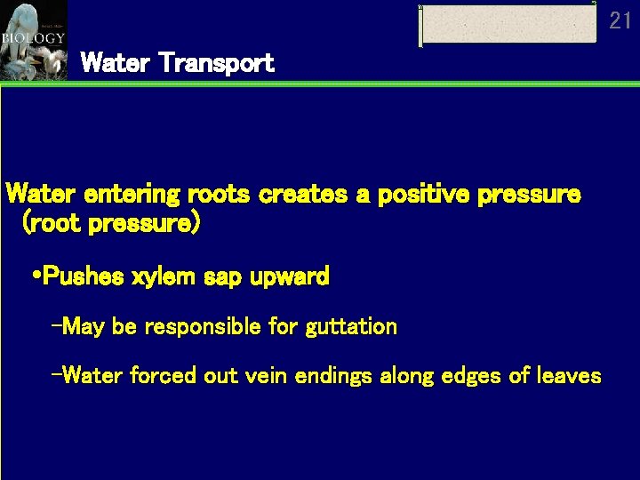 21 Water Transport Water entering roots creates a positive pressure (root pressure) Pushes xylem 21 Water Transport Water entering roots creates a positive pressure (root pressure) Pushes xylem