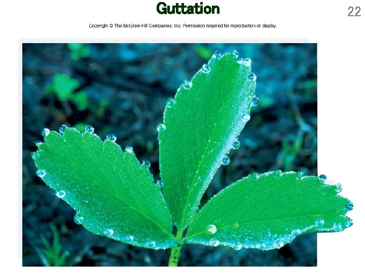 Guttation 22 Guttation 22