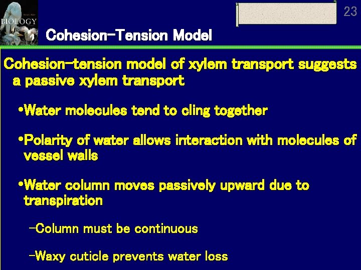 23 Cohesion-Tension Model Cohesion-tension model of xylem transport suggests a passive xylem transport Water 23 Cohesion-Tension Model Cohesion-tension model of xylem transport suggests a passive xylem transport Water