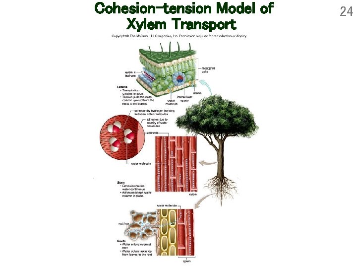 Cohesion-tension Model of Xylem Transport 24 Cohesion-tension Model of Xylem Transport 24