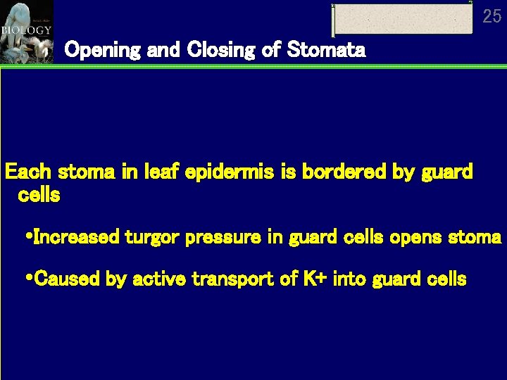 25 Opening and Closing of Stomata Each stoma in leaf epidermis is bordered by 25 Opening and Closing of Stomata Each stoma in leaf epidermis is bordered by