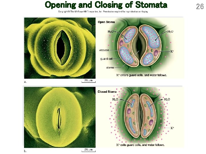 Opening and Closing of Stomata 26 Opening and Closing of Stomata 26