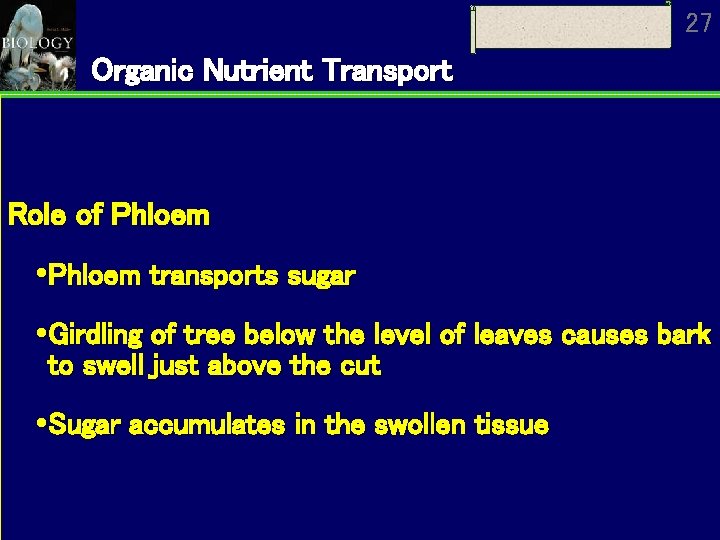 27 Organic Nutrient Transport Role of Phloem transports sugar Girdling of tree below the 27 Organic Nutrient Transport Role of Phloem transports sugar Girdling of tree below the