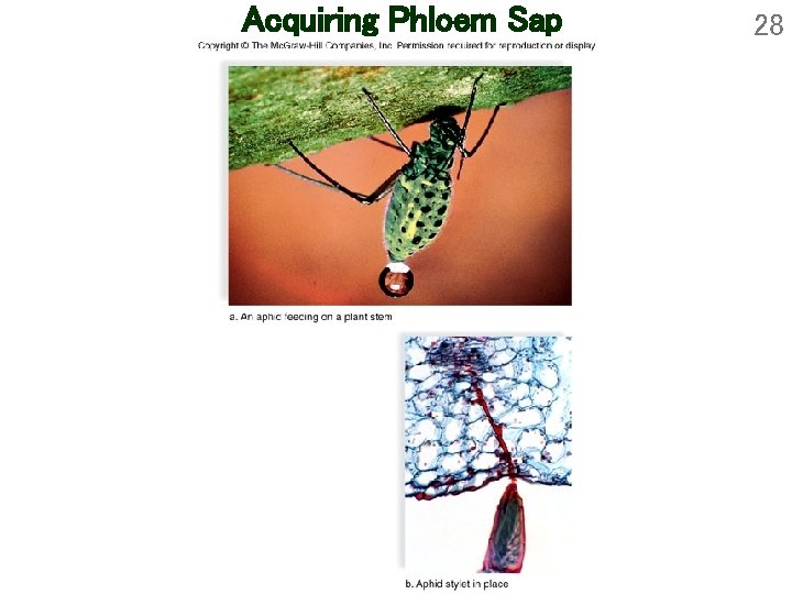 Acquiring Phloem Sap 28 Acquiring Phloem Sap 28