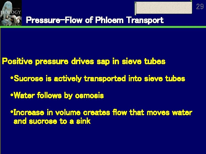 29 Pressure-Flow of Phloem Transport Positive pressure drives sap in sieve tubes Sucrose is 29 Pressure-Flow of Phloem Transport Positive pressure drives sap in sieve tubes Sucrose is
