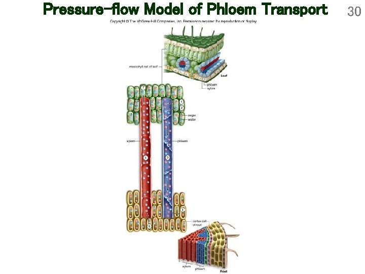 Pressure-flow Model of Phloem Transport 30 Pressure-flow Model of Phloem Transport 30