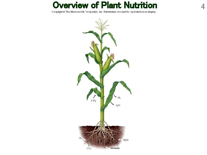 Overview of Plant Nutrition 4 Overview of Plant Nutrition 4
