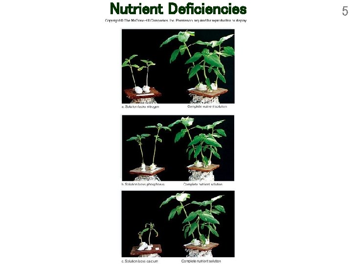 Nutrient Deficiencies 5 Nutrient Deficiencies 5