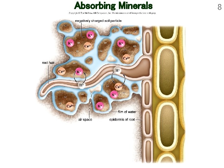 Absorbing Minerals 8 Absorbing Minerals 8