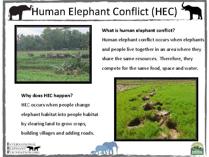 Human Elephant Conflict (HEC) What is human elephant conflict? Human elephant conflict occurs when