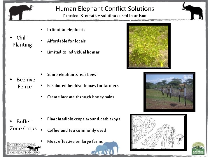 Human Elephant Conflict Solutions Practical & creative solutions used in unison • Chili Planting