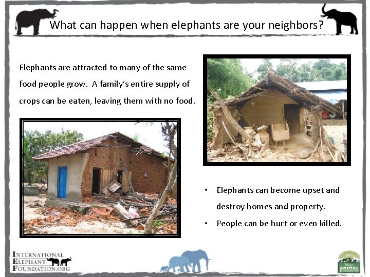 What can happen when elephants are your neighbors? Elephants are attracted to many of