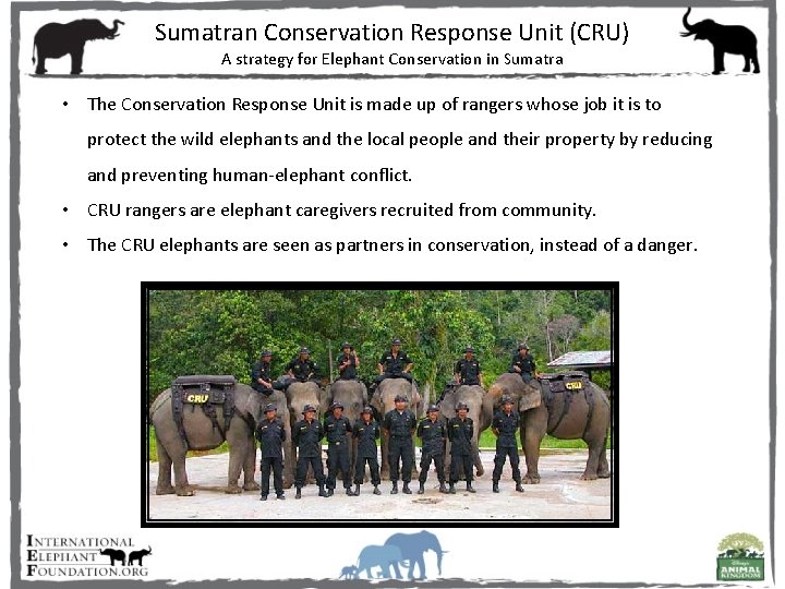 Sumatran Conservation Response Unit (CRU) A strategy for Elephant Conservation in Sumatra • The