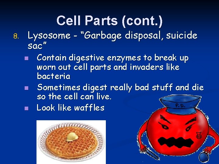 Cell Parts (cont. ) 8. Lysosome - “Garbage disposal, suicide sac” n n n