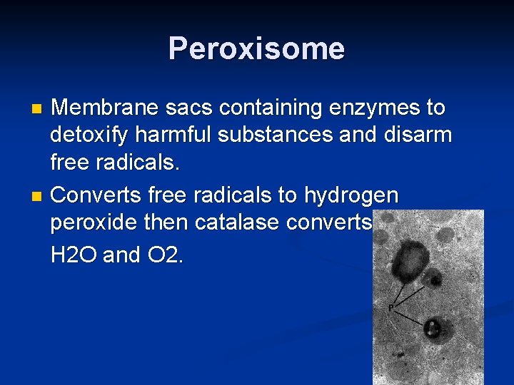 Peroxisome Membrane sacs containing enzymes to detoxify harmful substances and disarm free radicals. n