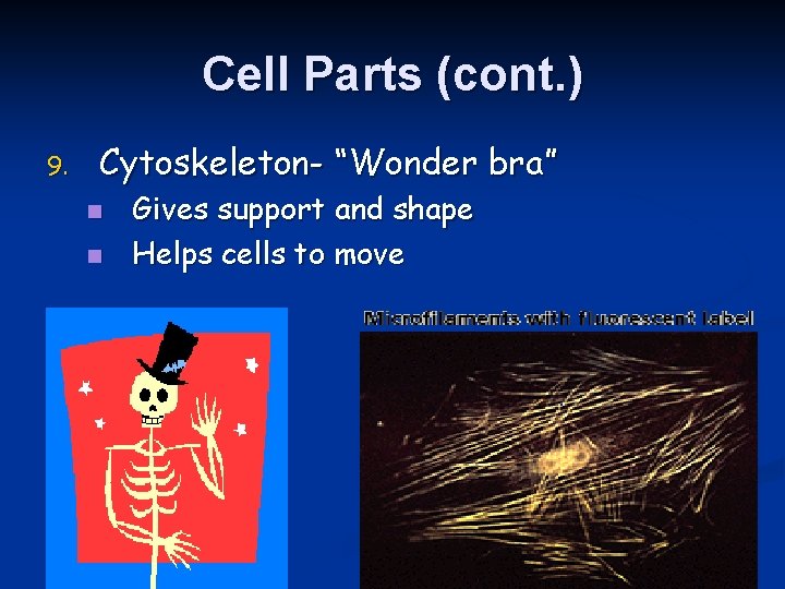 Cell Parts (cont. ) 9. Cytoskeleton- “Wonder bra” n n Gives support and shape