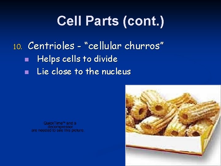 Cell Parts (cont. ) 10. Centrioles - “cellular churros” n n Helps cells to