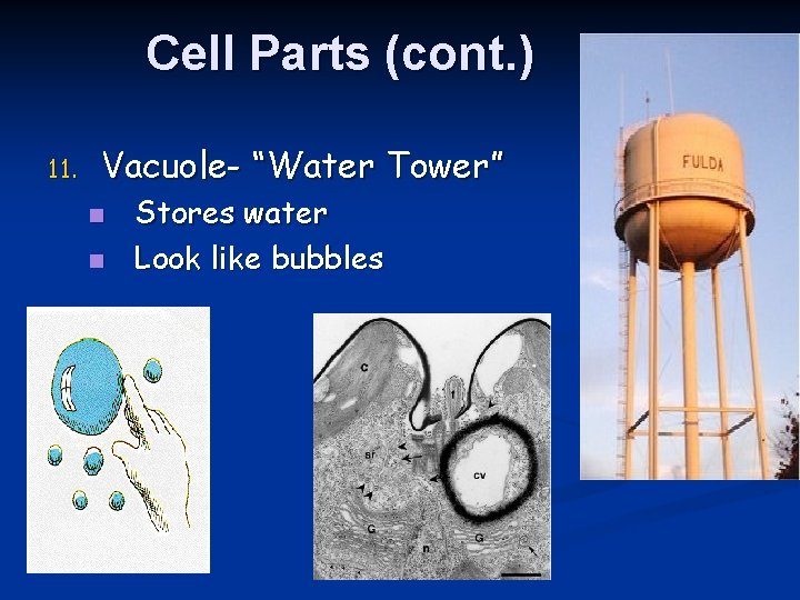 Cell Parts (cont. ) 11. Vacuole- “Water Tower” n n Stores water Look like